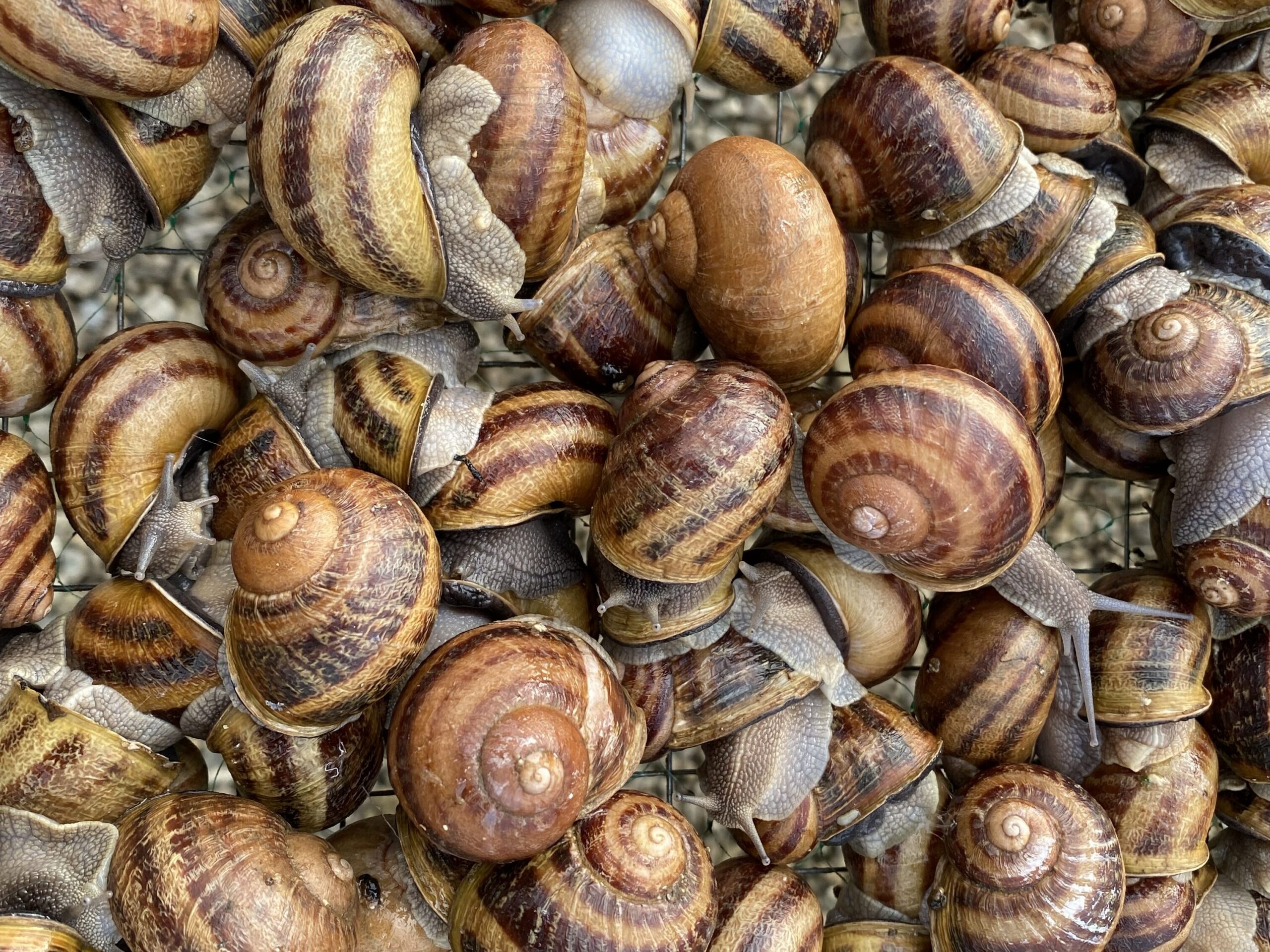 Kultuurteod Helix aspersa Müller ja Maxima