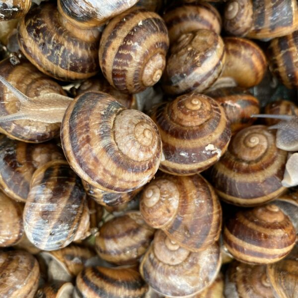 Elusad teod, Helix aspersa Müller