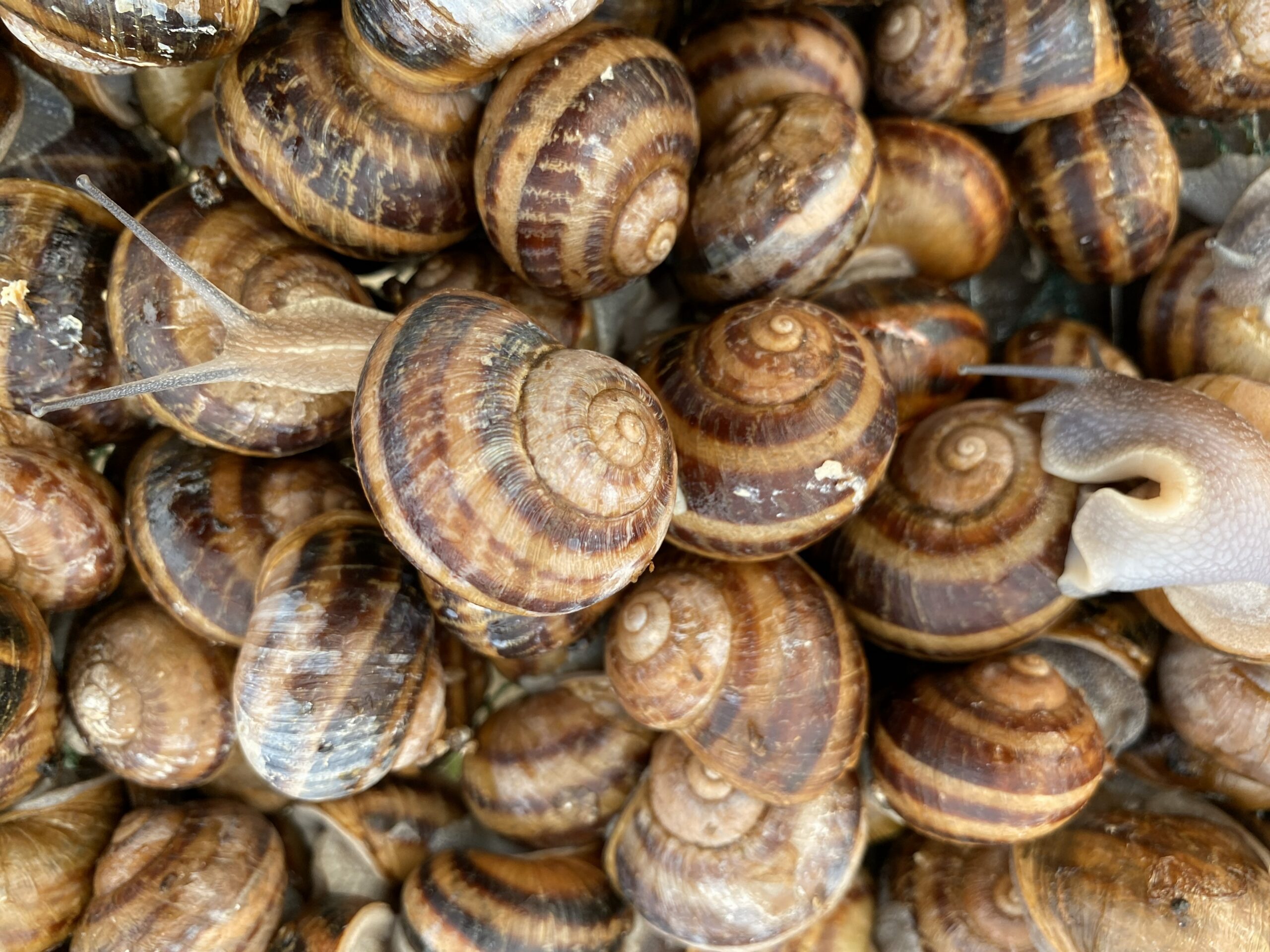 Täiskasvanud teod Elusad teod, Helix aspersa Müller