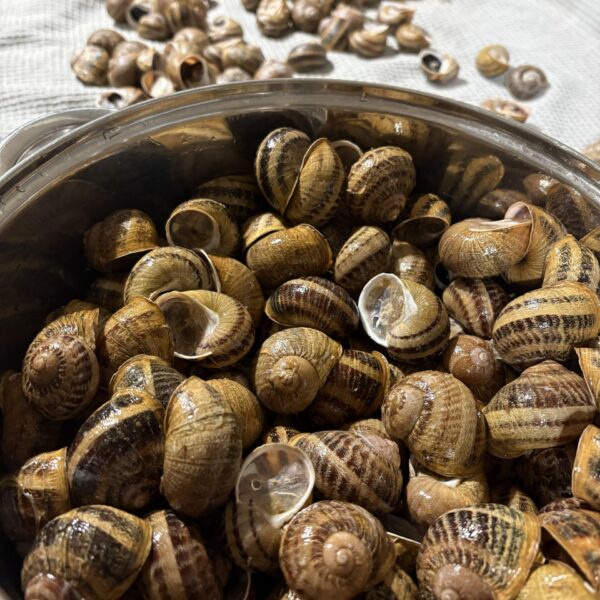 Helix aspersa Maxima teod enne keetmist