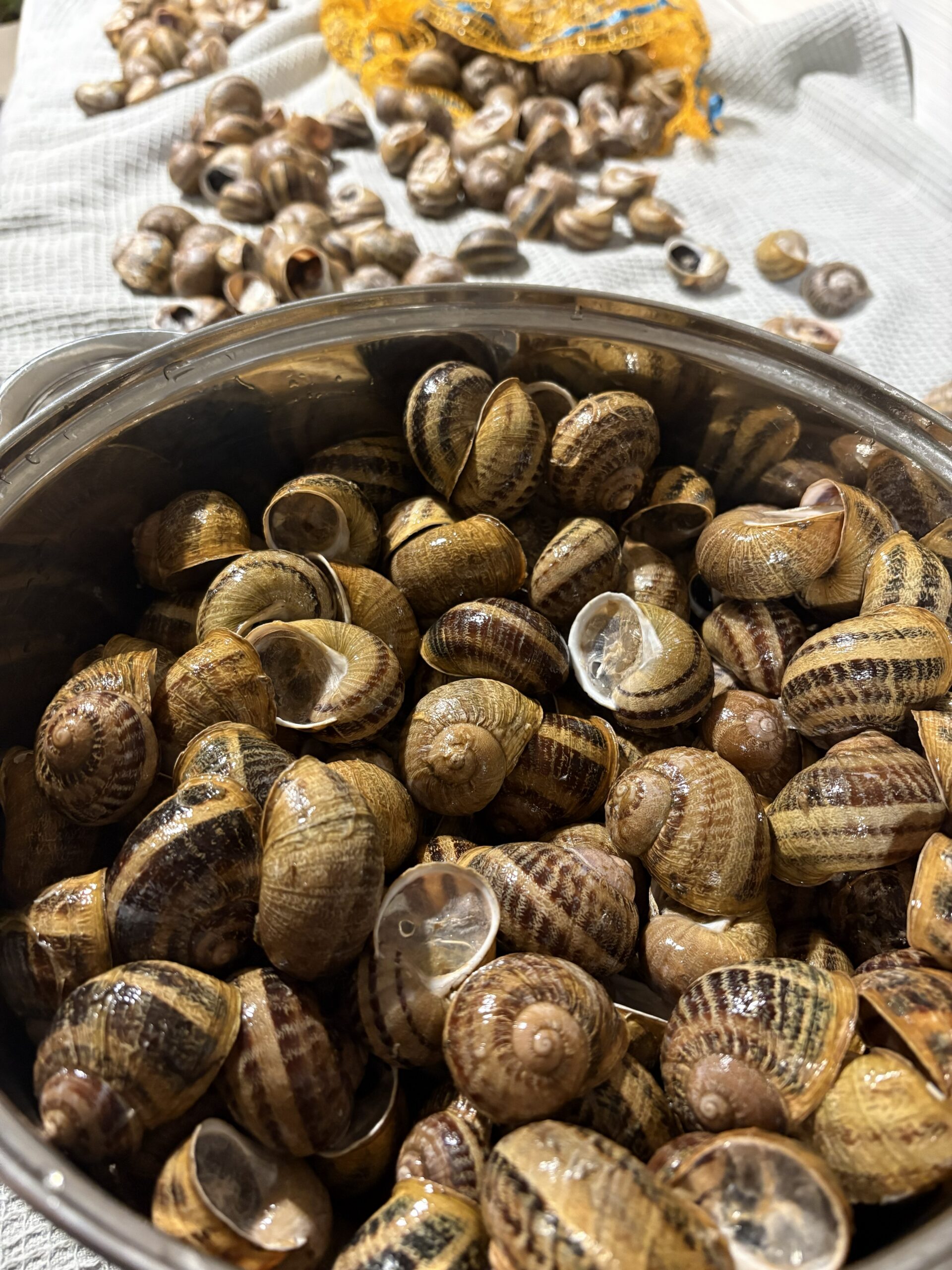Helix aspersa Maxima teod enne keetmist Helix aspersa Maxima teod enne keetmist