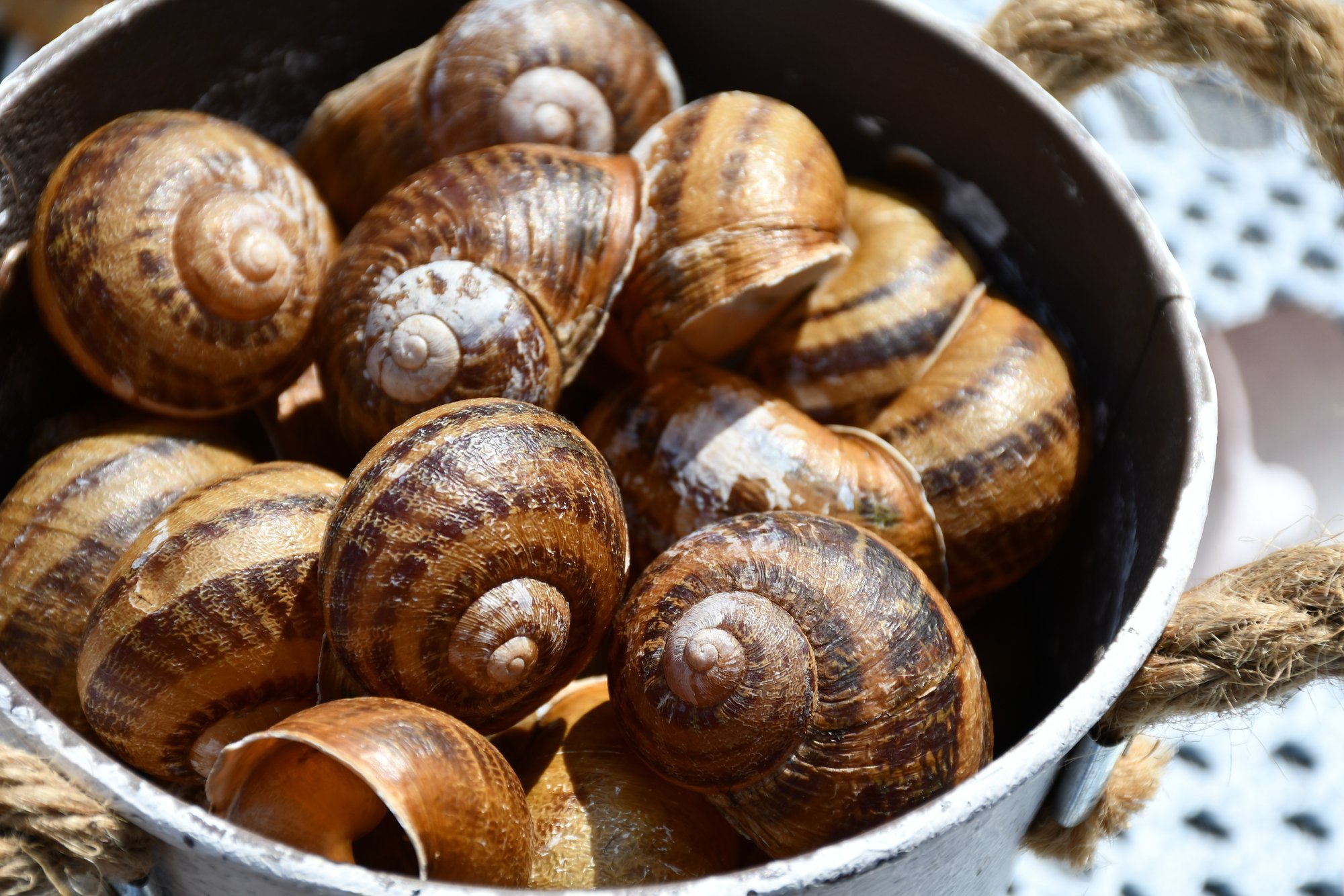 Puhastatud teokojad, escargot Puhastatud teokojad, escargot