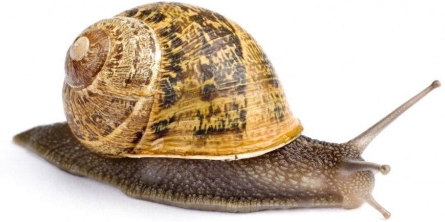 helix aspersa müller valgel taustal