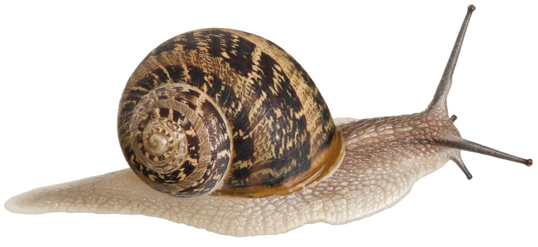 helix aspersa maxima tigu valgel tasutal