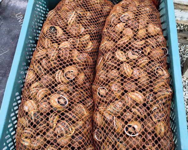 korje, pakendatud,5 kg pakendid