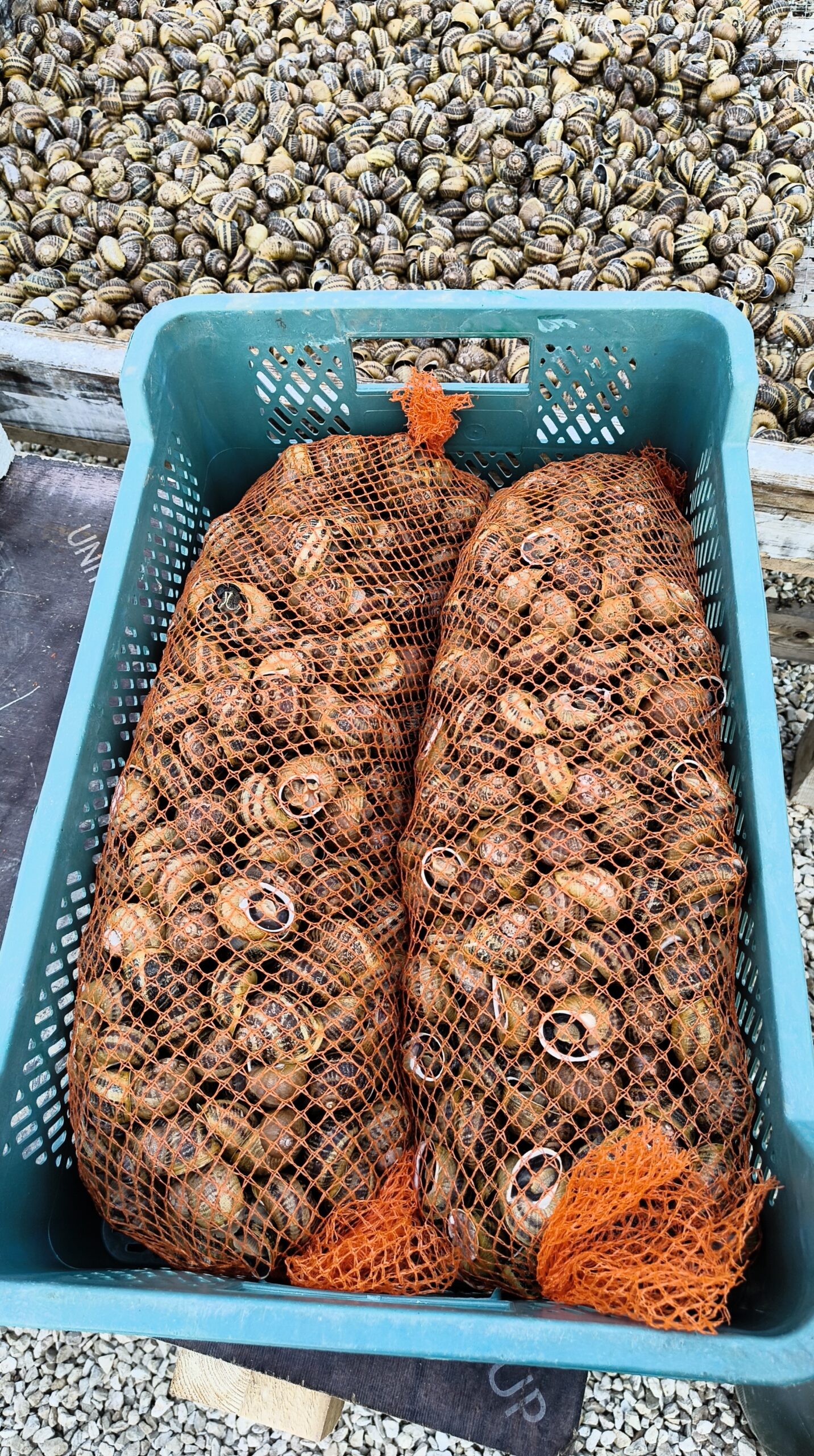 korje, pakendatud,5 kg pakendid korje, pakendatud,5 kg pakendid