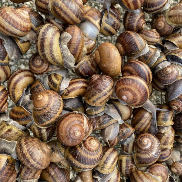elusad teod, helix aspersa maxima