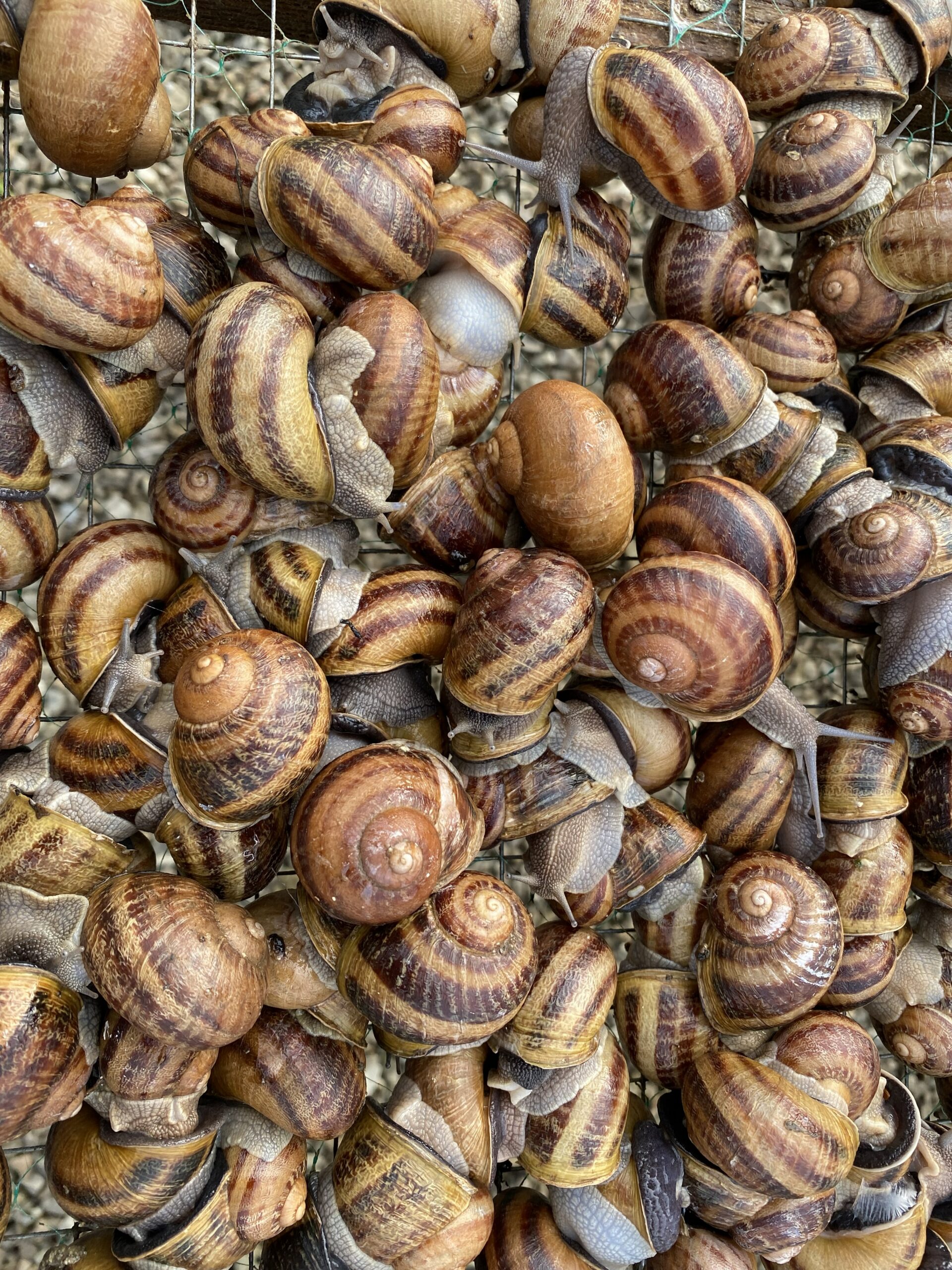 elusad teod, helix aspersa maxima elusad teod, helix aspersa maxima