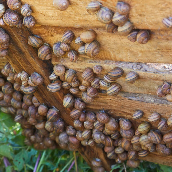 helix aspersa kasvulava (2)