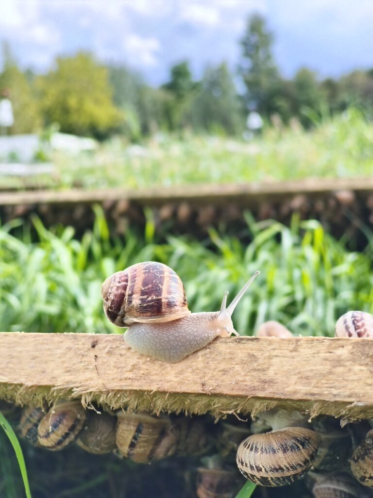 Täiskasvanud Helix aspersa Müller