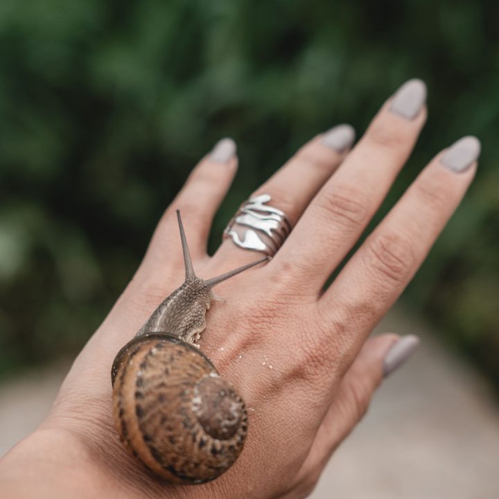 Helix aspersa Maxima