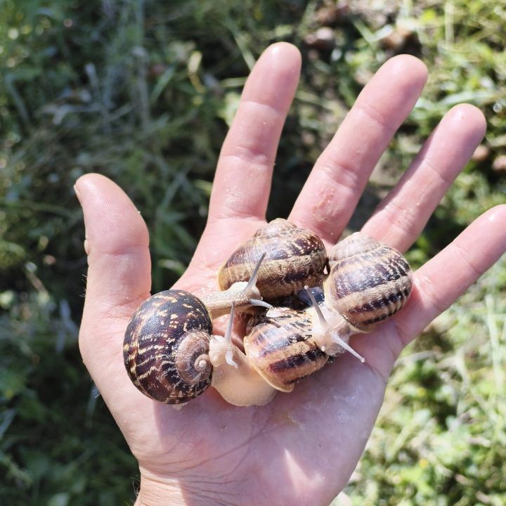 Helix aspersa Müller, täiskasvanud neli tigu inimese käes